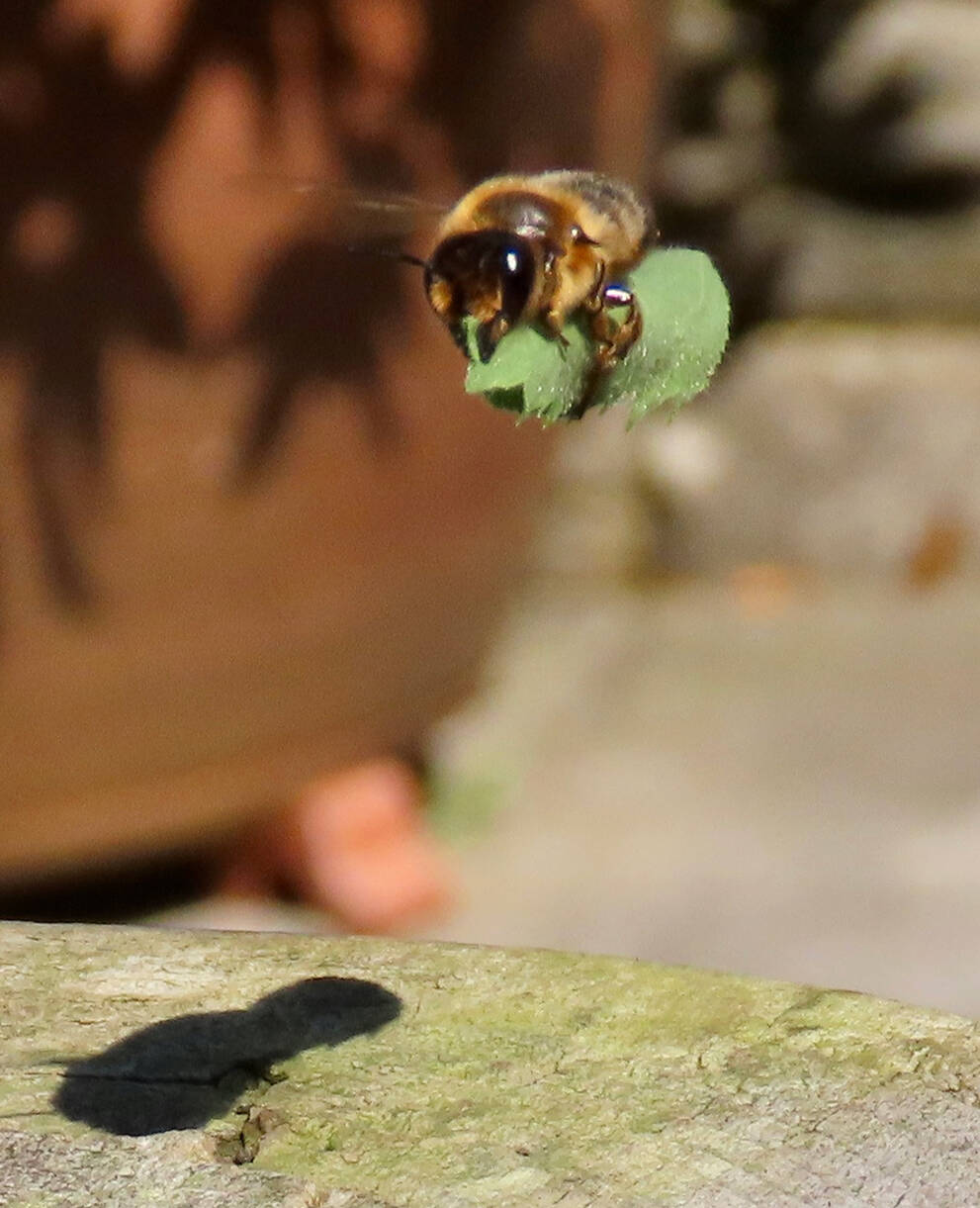 Blattschneiderbiene trägt ein Blatt zum Nest