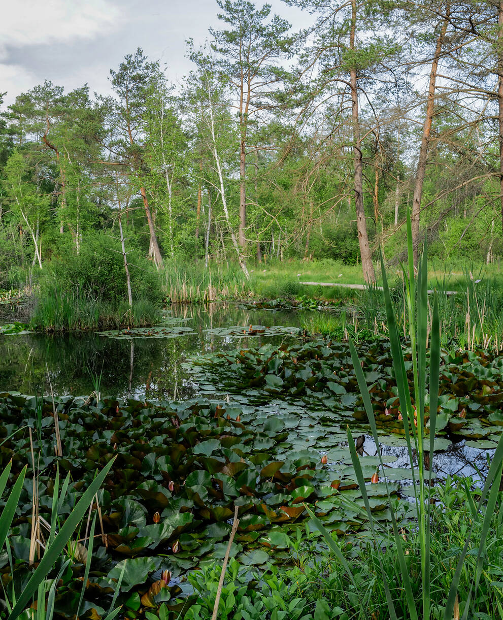 Pro Natura Schutzgebiet Düdinger Moos (FR). © Matthias Sorg