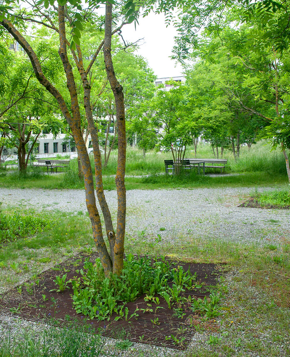 Ökologisch aufgewerteter Stadpark in Bern mit Kiesflächen, Bäumen und Blumenwiesen