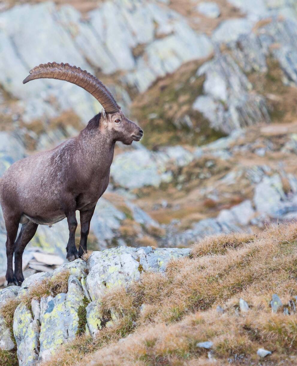 Steinbock, Capra ibex. © Claudio Büttler