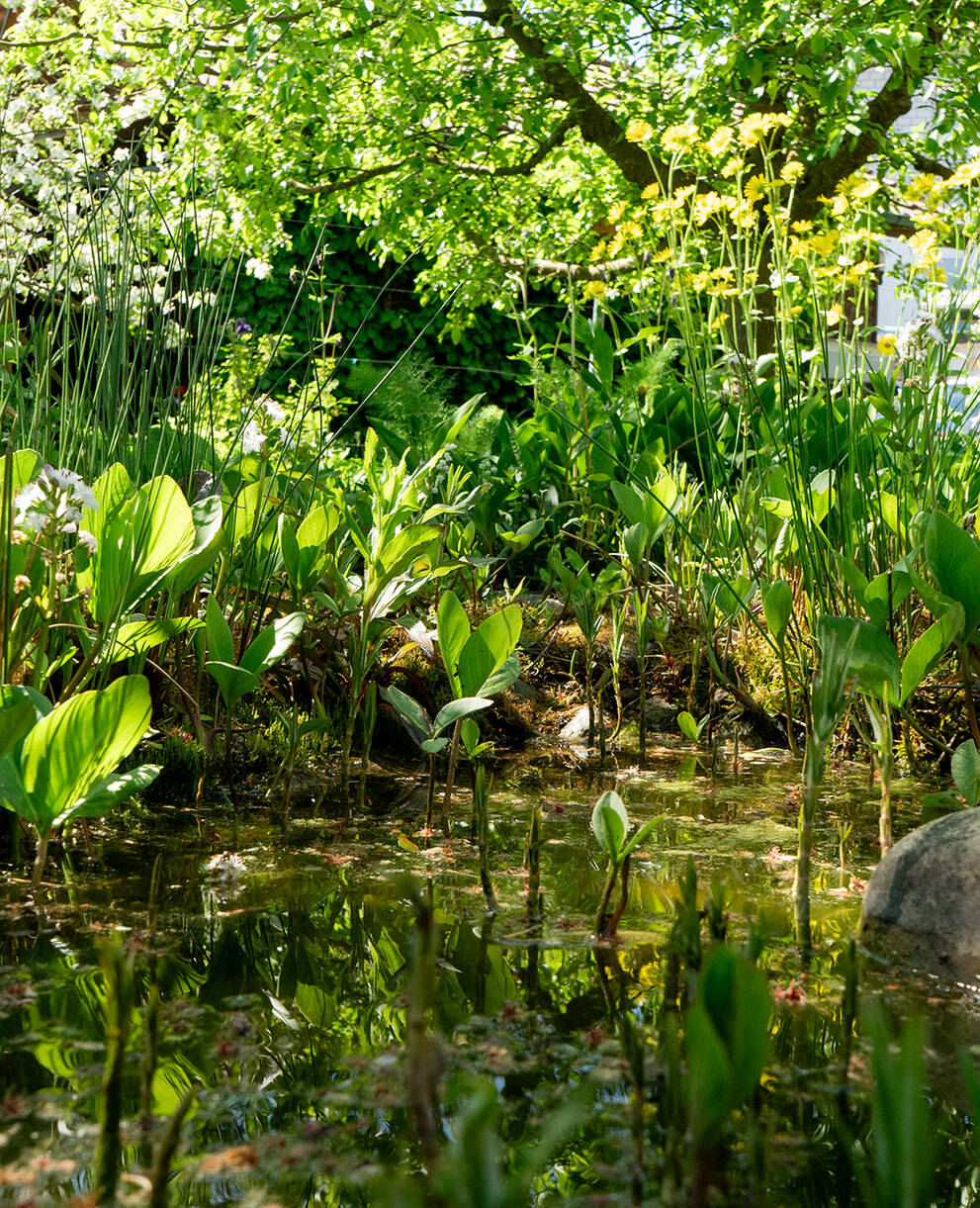 Teich im Naturgarten