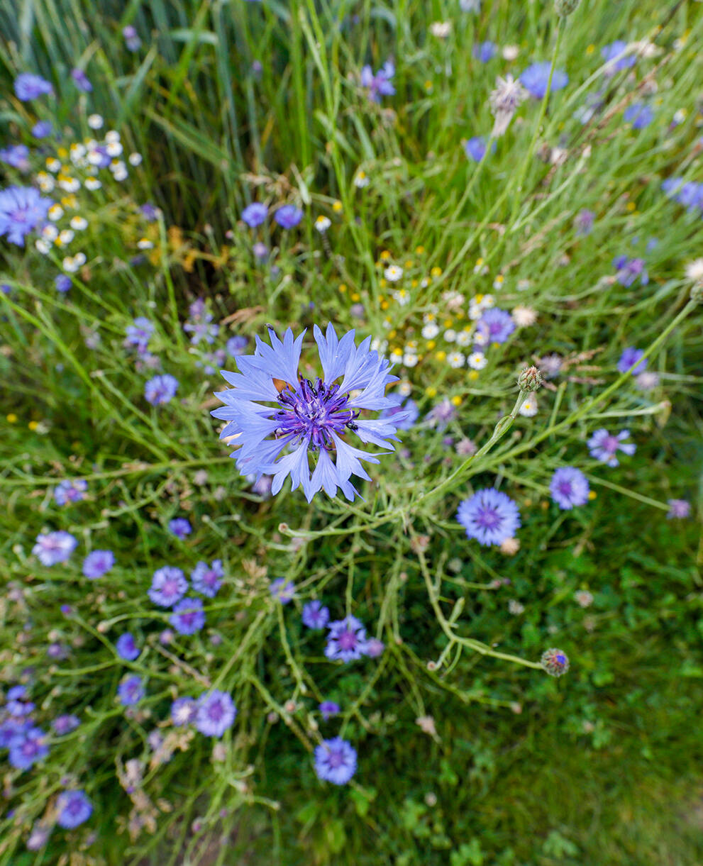 Ackerlandflora