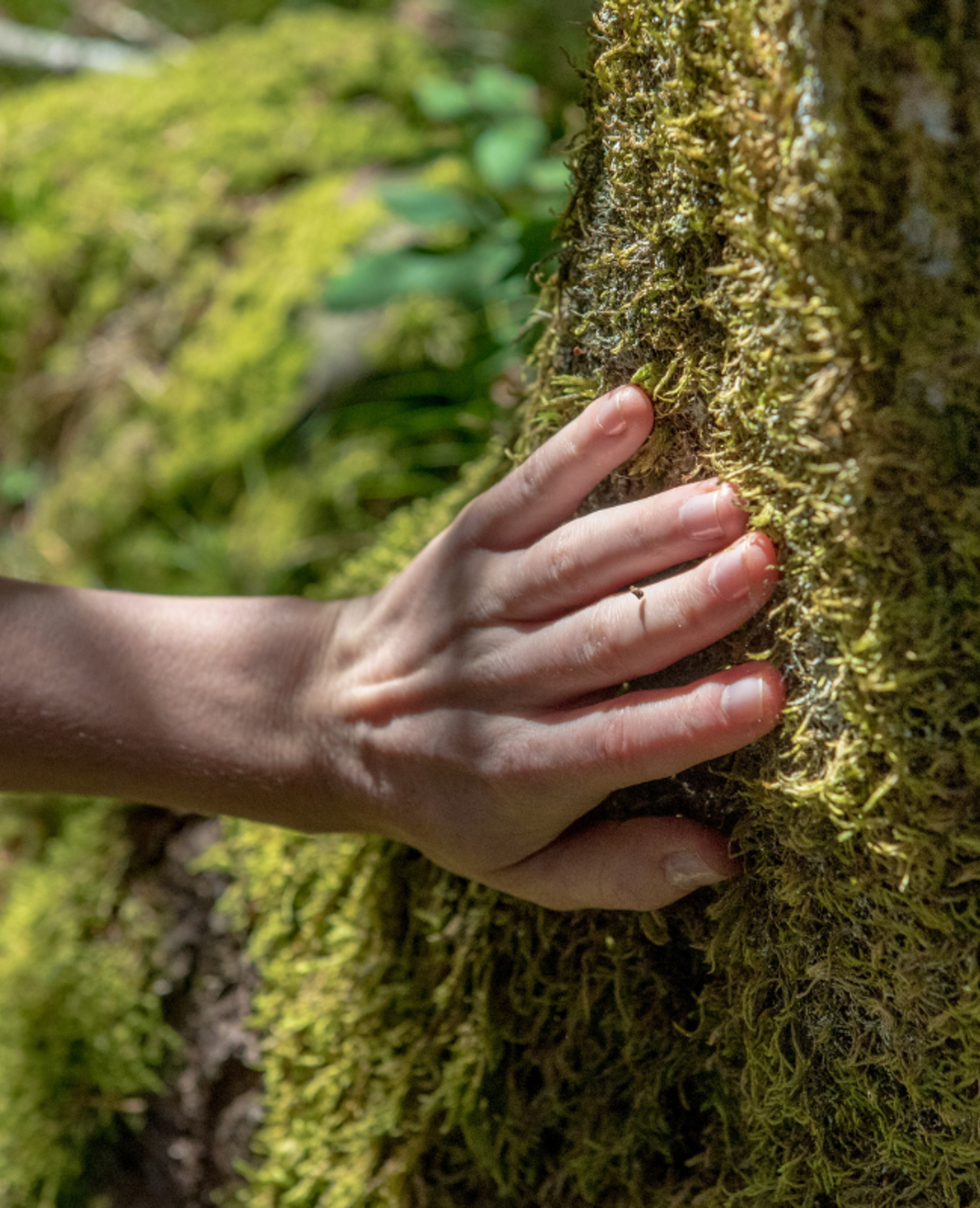 Bain de forêt