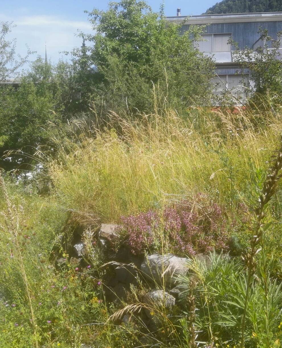 Ein Naturgarten in Mollis