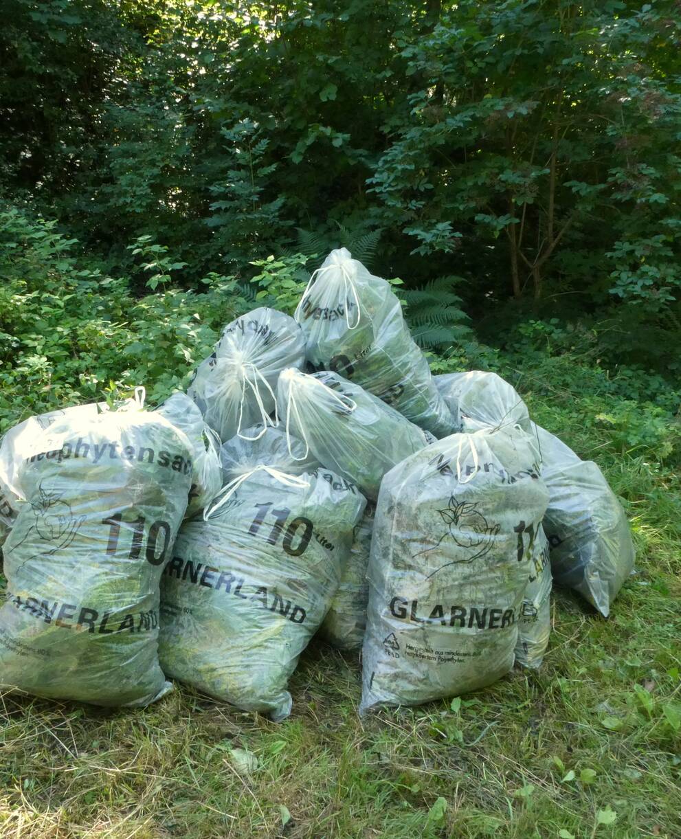 NAch getaner Arbeit stapeln sich die Säcke mit Neophyten
