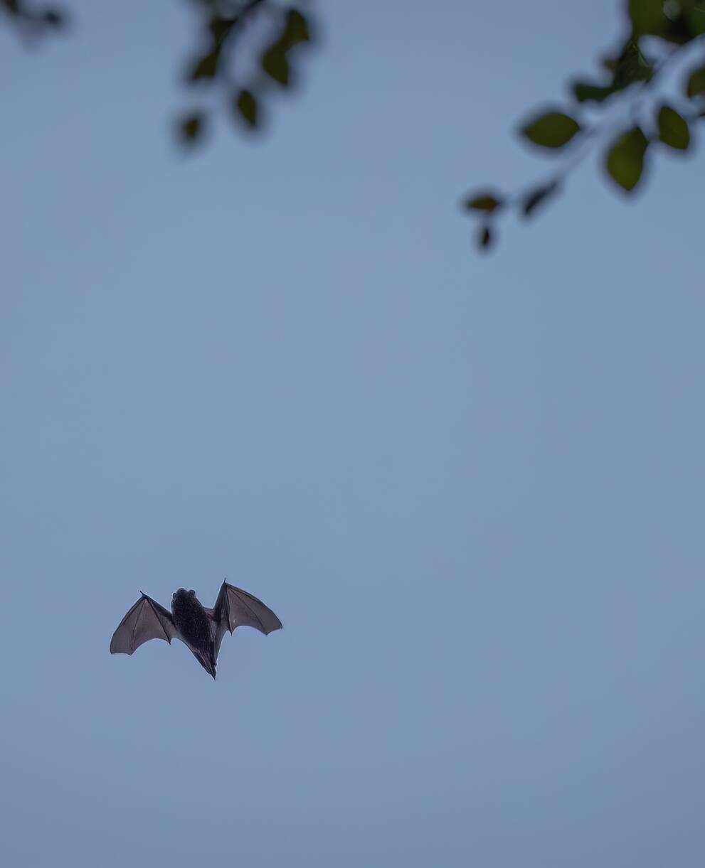 Zwergfledermaus fliegend