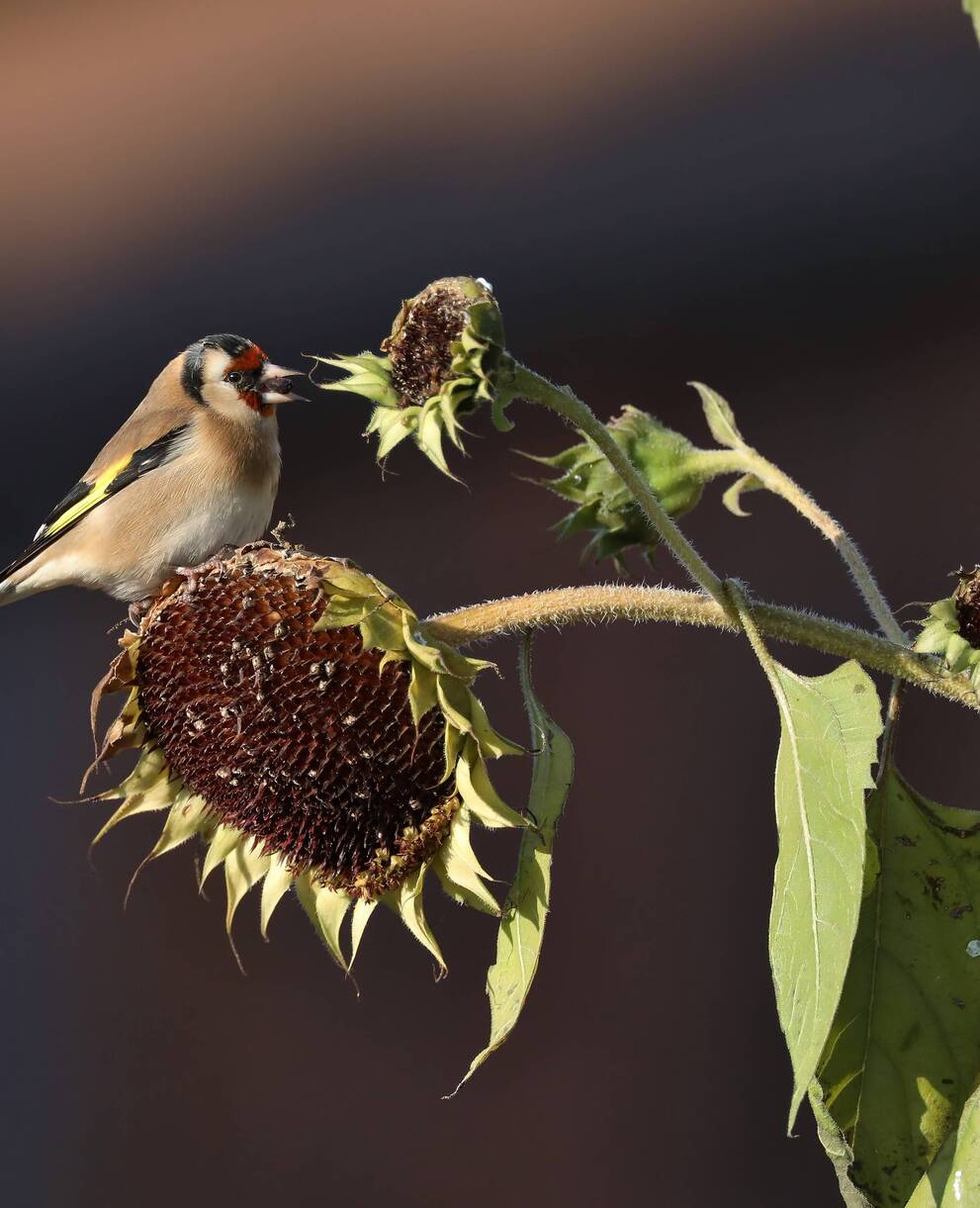 Stieglitz auf Sonnenblume