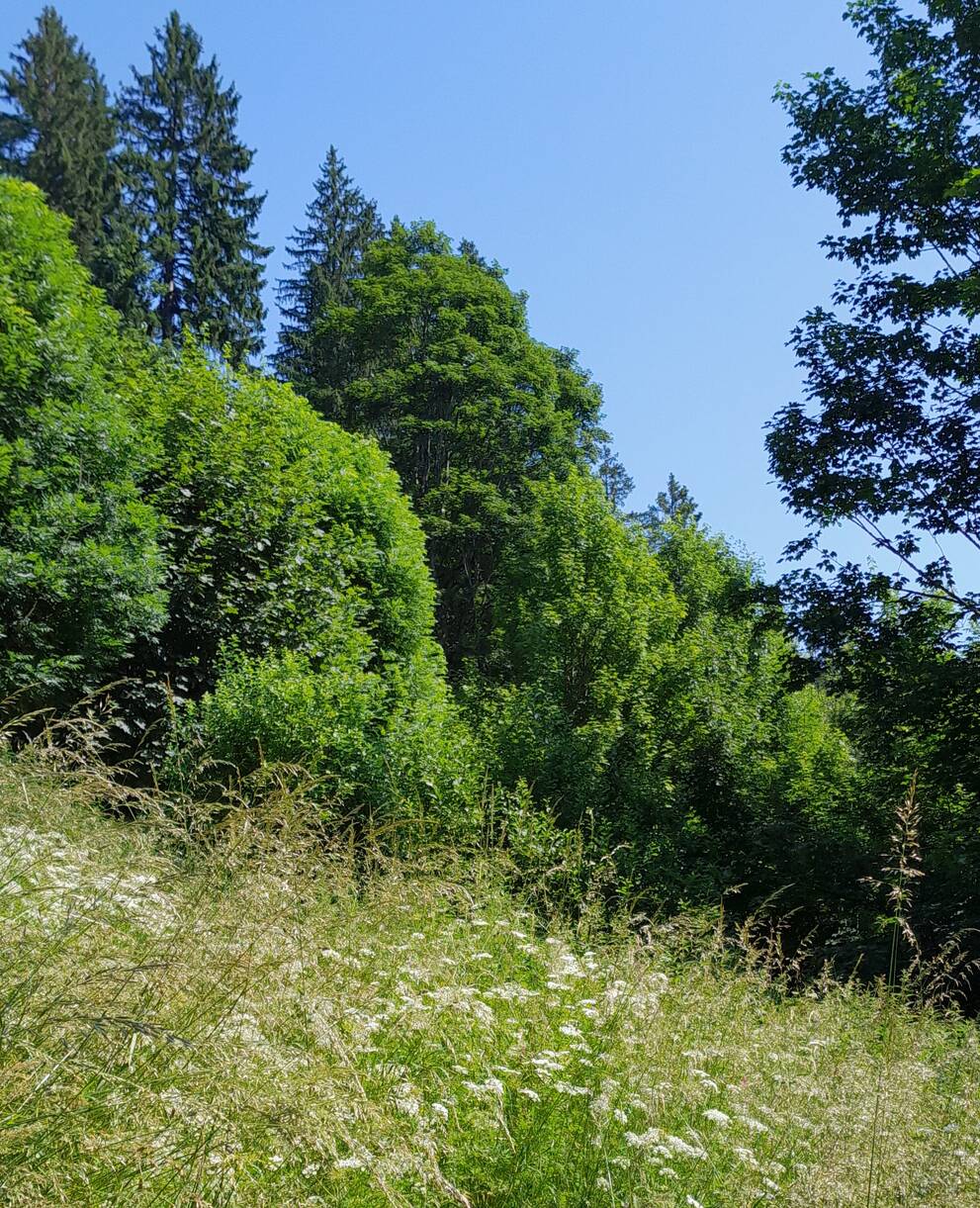Côtes des Billodes