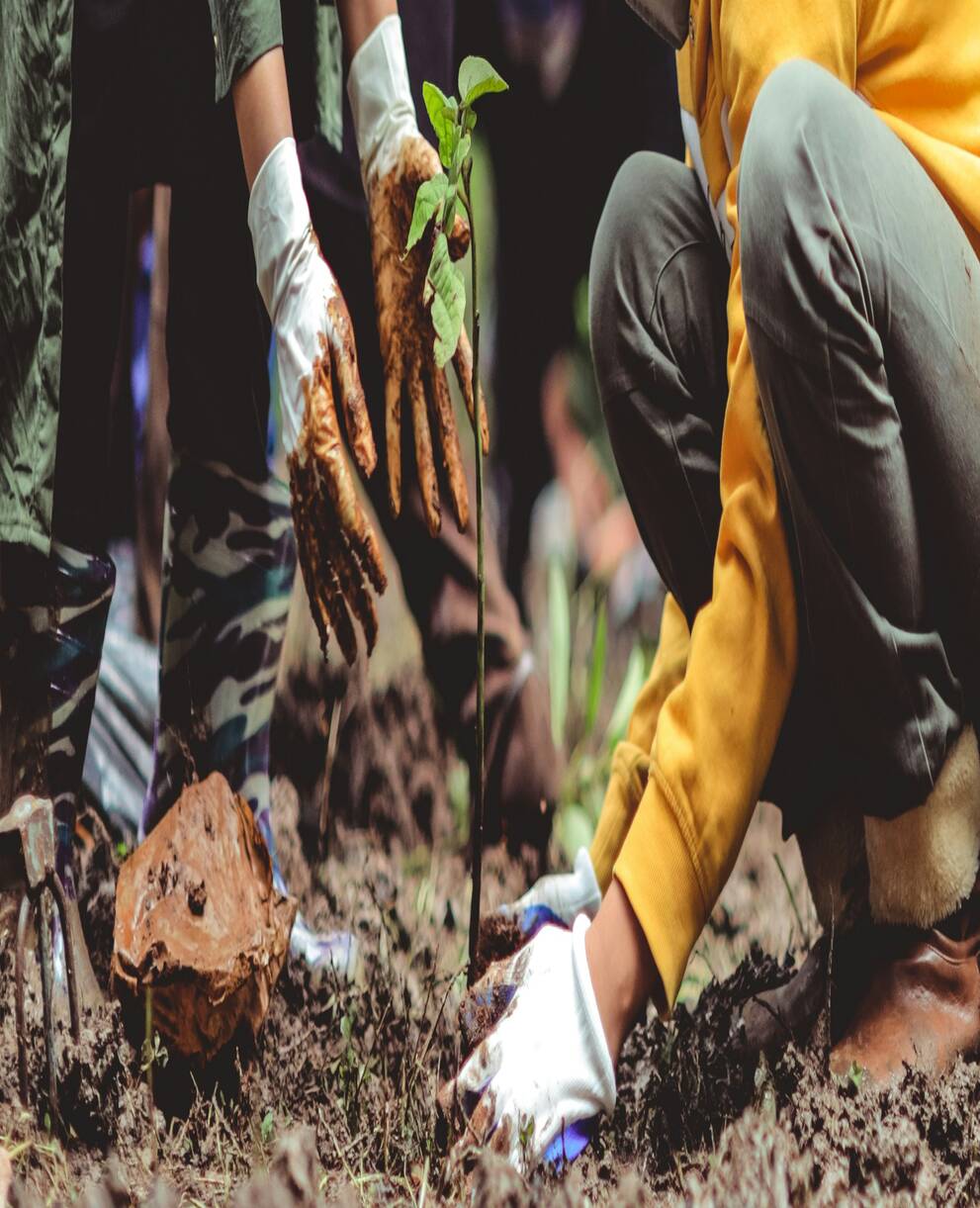 Plantation