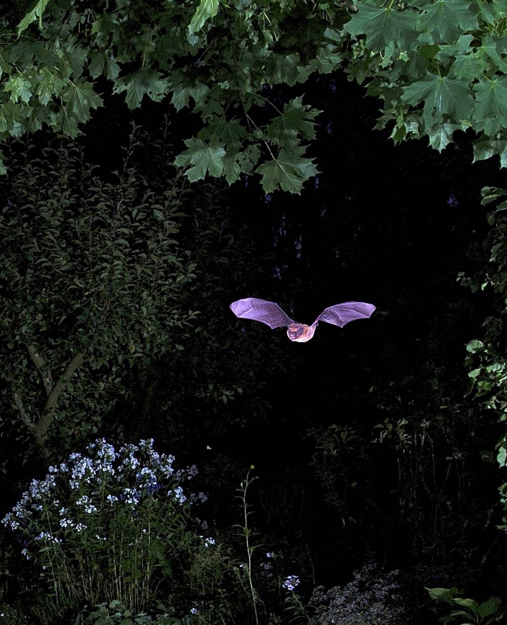 Fledermaus im Garten. Foto: imageBROKER.com/D. Mahlke
