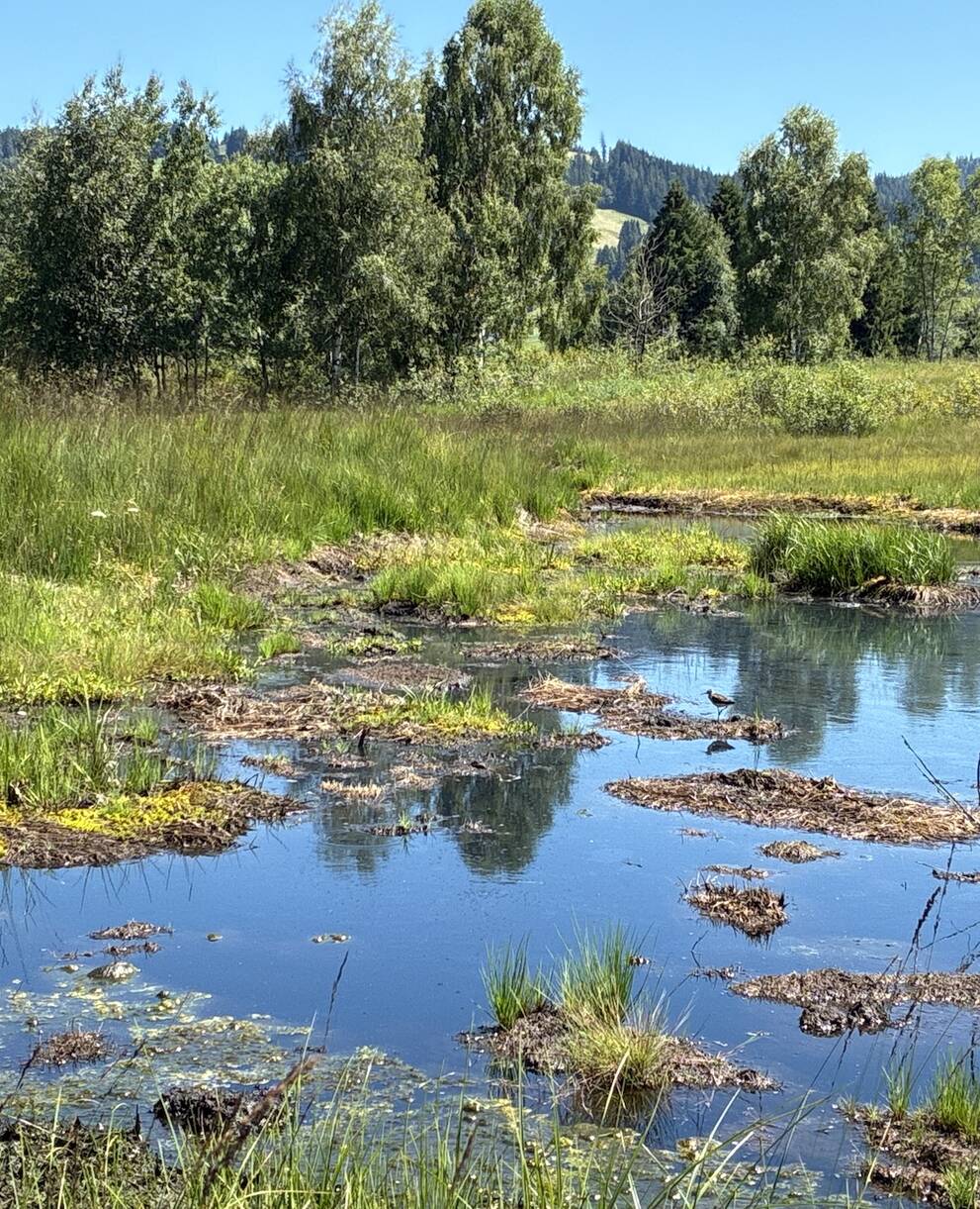 Trotz der Trockenheit erholen sich die Moorvegetation und die Torfmoose weiter. Wolfschachen, 28. Juli 2026. © Pro Natura, Bastien Amez-Droz