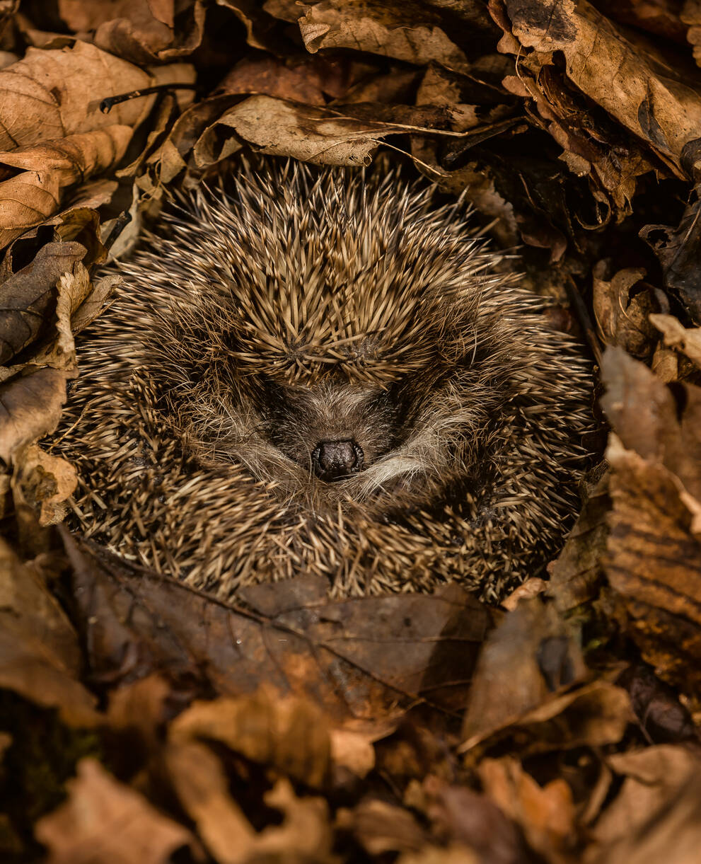 Igel im Winterschlaf