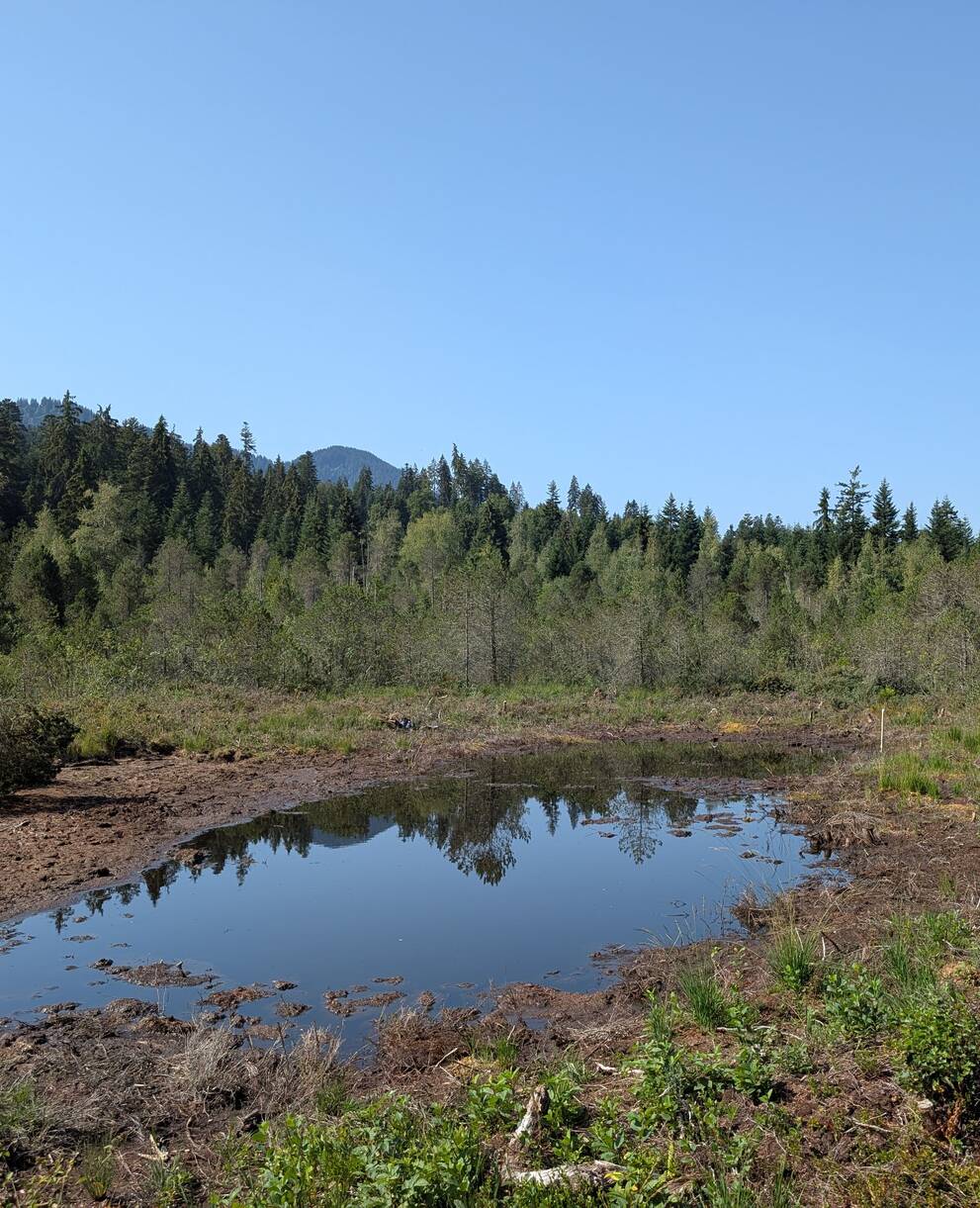 Wasserfläche im Moor von Balmoos (August 2026): Die im letzten Jahr regeneriert Moorfläche ist trotz der Dürreperiode noch feucht und bietet Libellen einen Brutplatz. © Samuel Ehrenbold