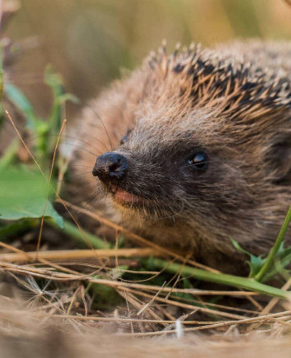 Igel am Boden