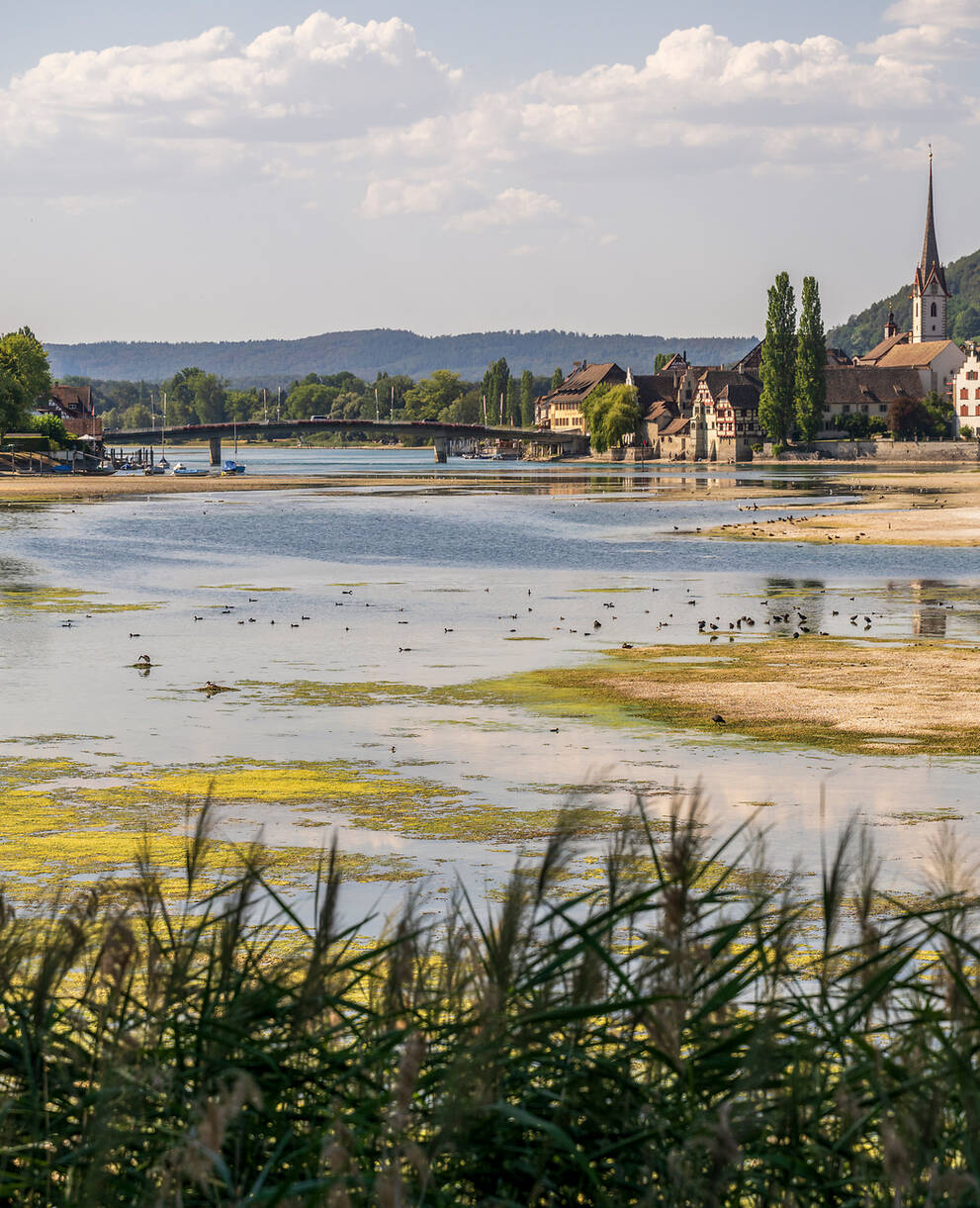 Der ausgetrocknete Rhein bei Stein am Rhein im Hitzesommer 2026