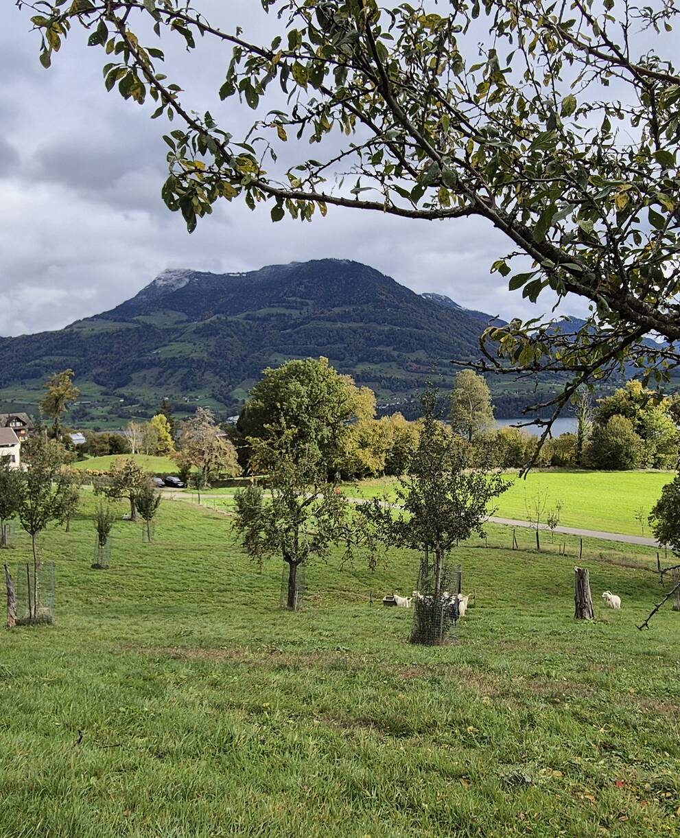 Panoramahof