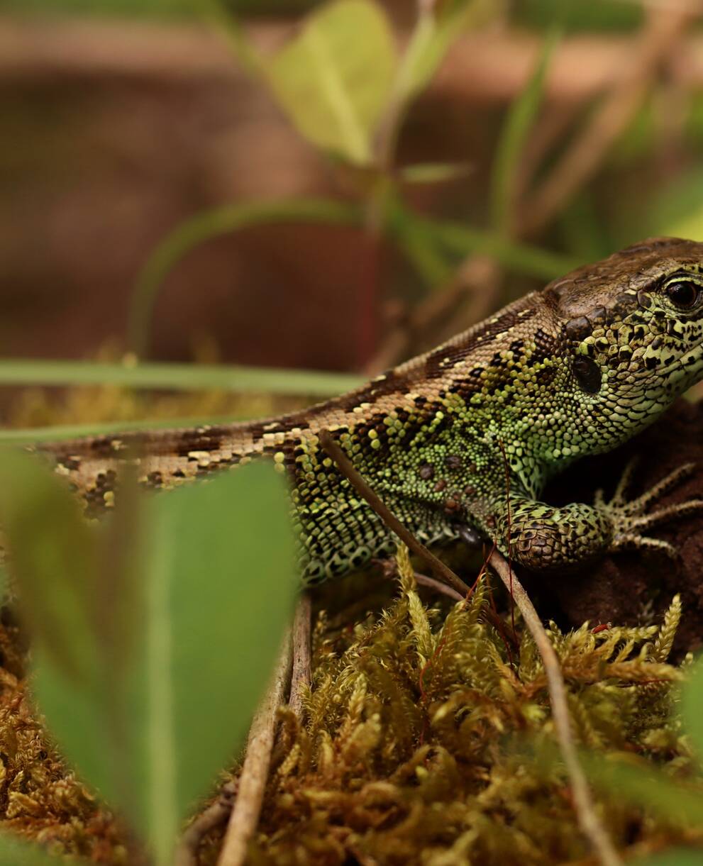 Lézard des souches