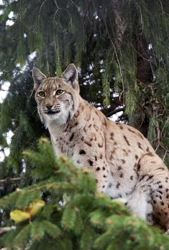 Luchs im Wald