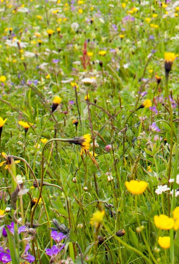 Les prairies fleuries riches en espèces sont devenues rares