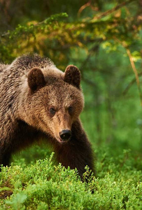 Un ours brun parmi les linaigrettes