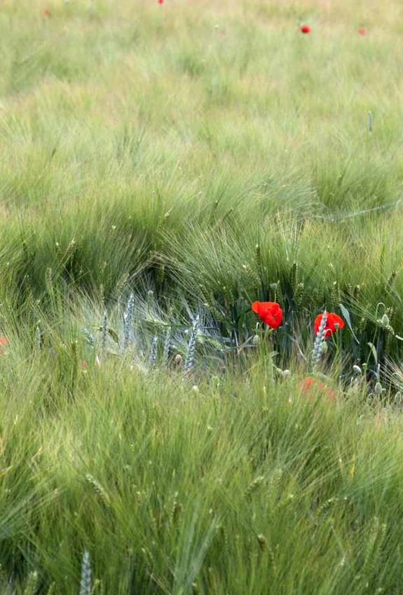 Coquelicots dans un champ de céréales