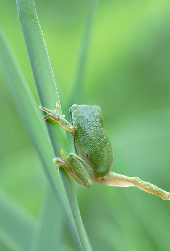 Laubfrosch