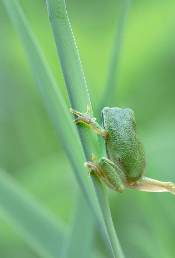 Rainette verte