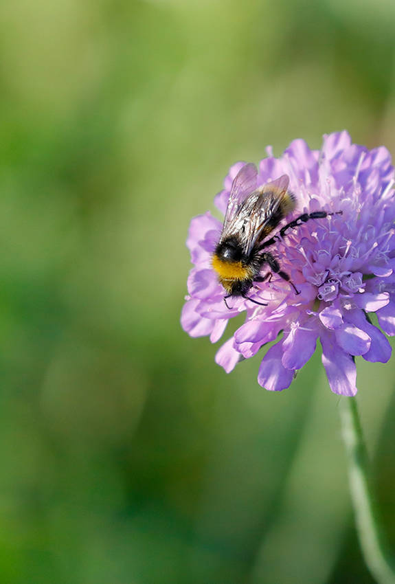 Abeille sur Knautie des champs