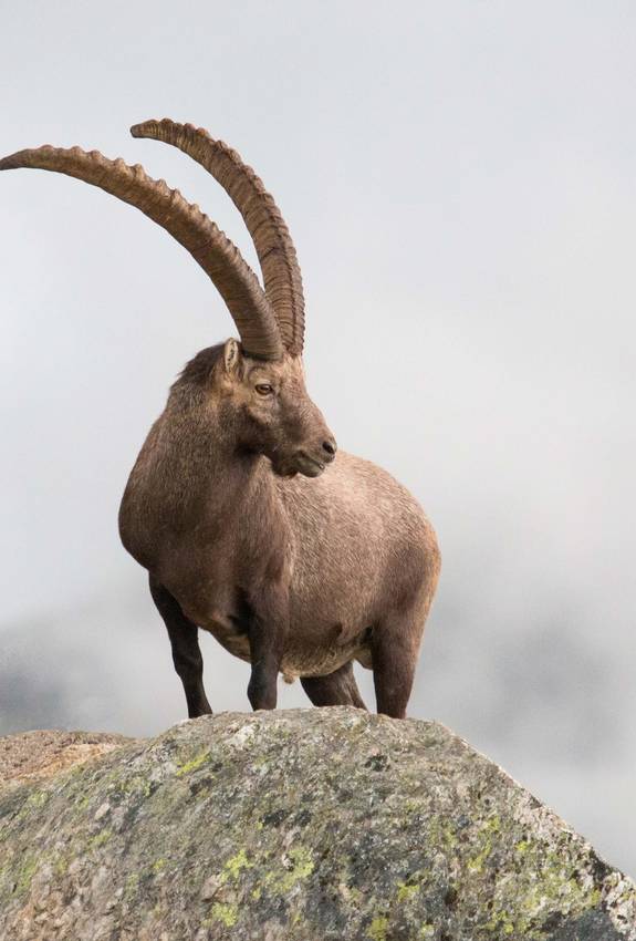 Capra ibex