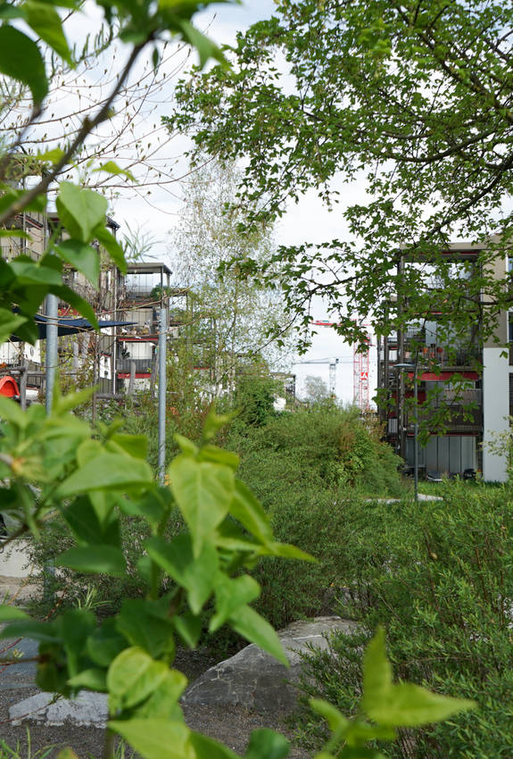 Bande de verdure traversant le lotissement construit par la coopérative Allgemeine Baugenossenschaft Zürich (ABZ) sur l’Entlisberg