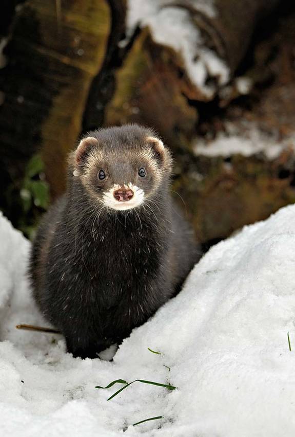 Iltis im Schnee © Stefan Huwiler