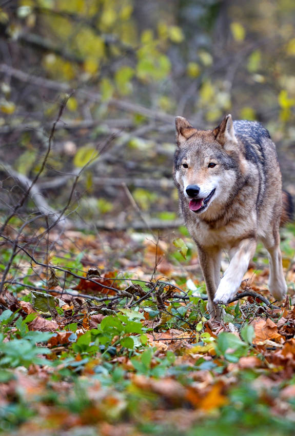 Loup courant dans la forêt