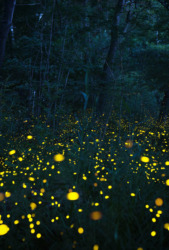 Glühwürmchen im Wald