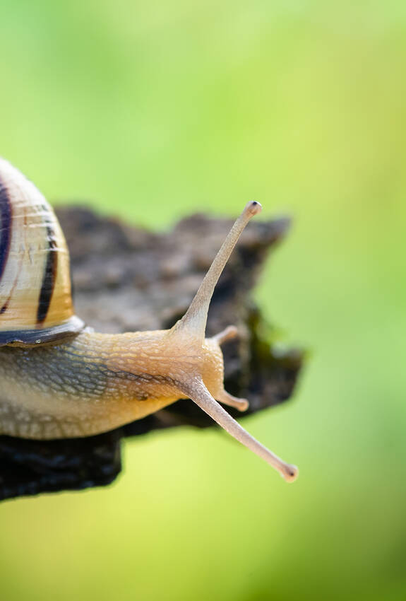 L’animale dell’anno 2025 è la chiocciola fasciata