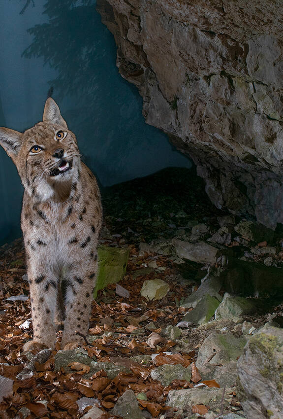 Luchs im Solothurner Jura