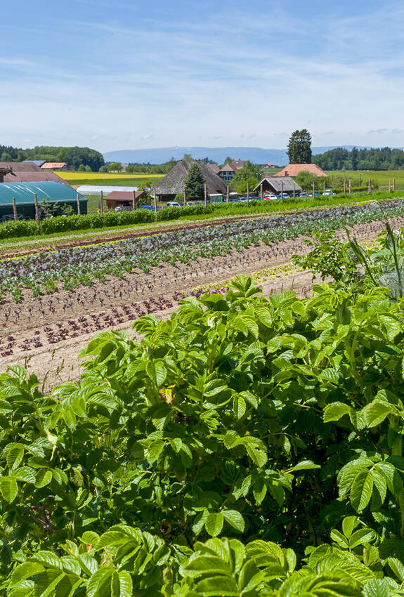 Églantiers en bordure des cultures maraîchères à Iffwil BE