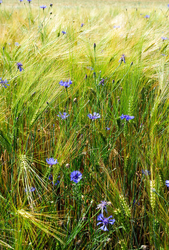 Kornblumen in Getreidefeld