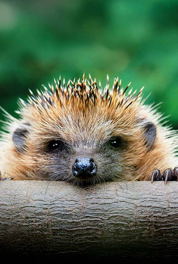 Headerbild Kampagne 2026