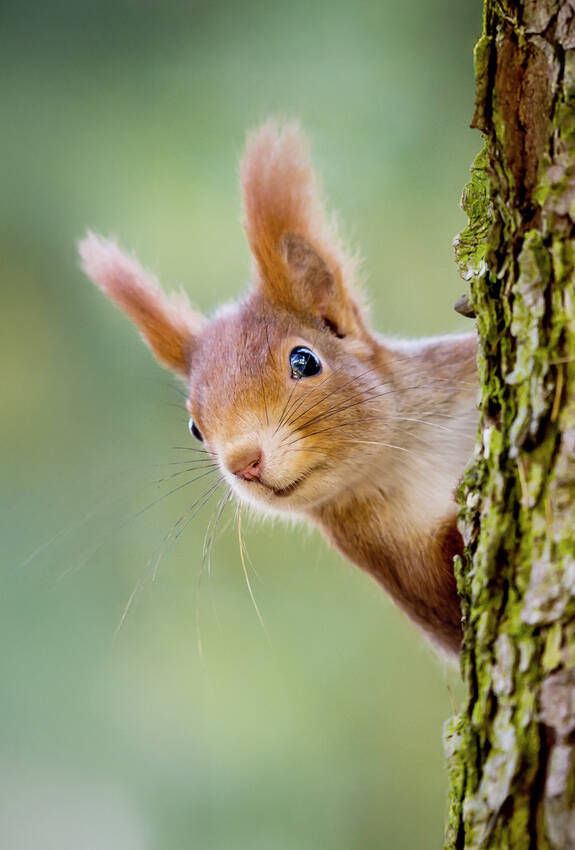 Eichhörnchen