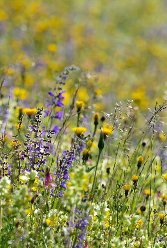 Blumenwiese in Ftan GR