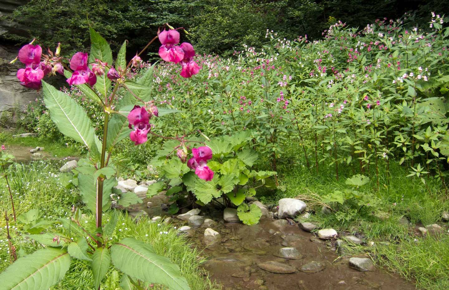 Die Samen des  Drüsigen Springkrauts werden mit dem Wasser weit verteilt