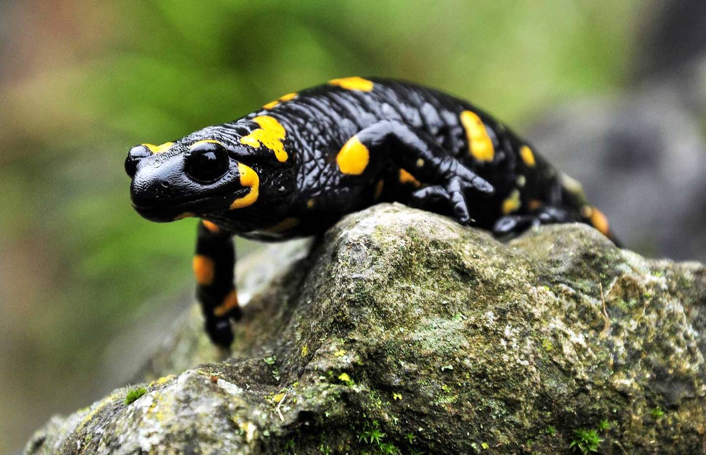 Ein Feuersalamander auf einem Stein