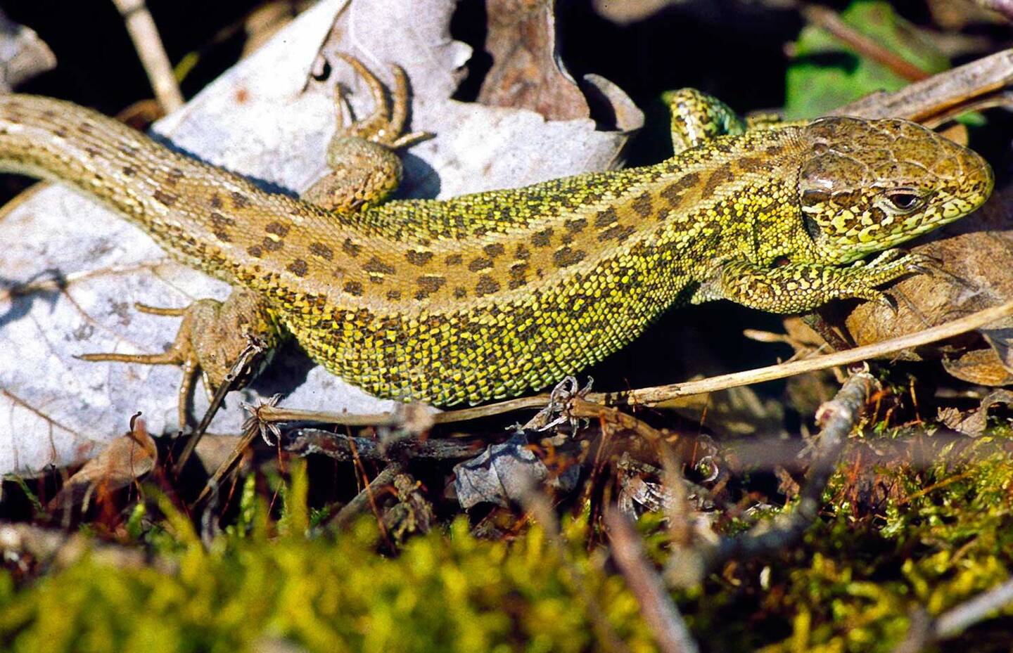 Le lézard des souches. 