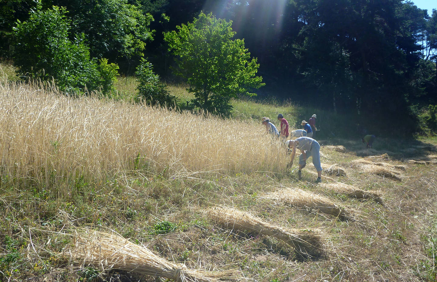 Moisson des céréales des plantes cultivées d’Erschmatt.