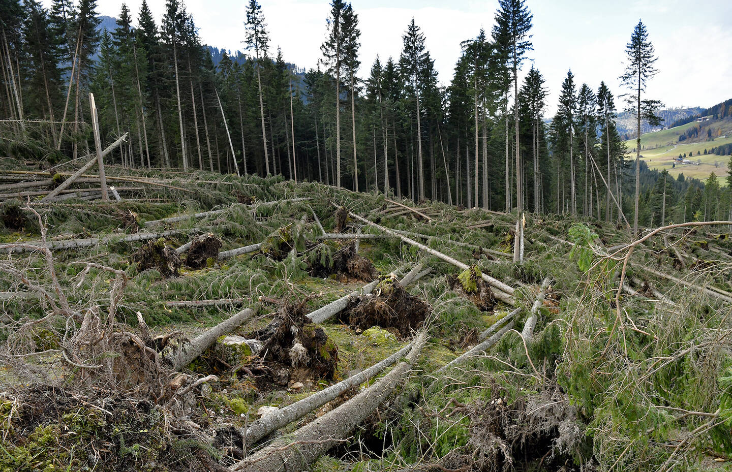 Natürliche Ereignisse wie Sturm, Blitzschlag oder ein Erdrutsch können Einzelbäume oder ganze Waldflächen abrupt und tiefgreifend verändern. So entstandene Pionierflächen gehören vorübergehend zu den artenreichsten Lebensräumen im Wald – bis junge Bäume aufwachsen und nach und nach wieder ein geschlossener Wald entsteht.