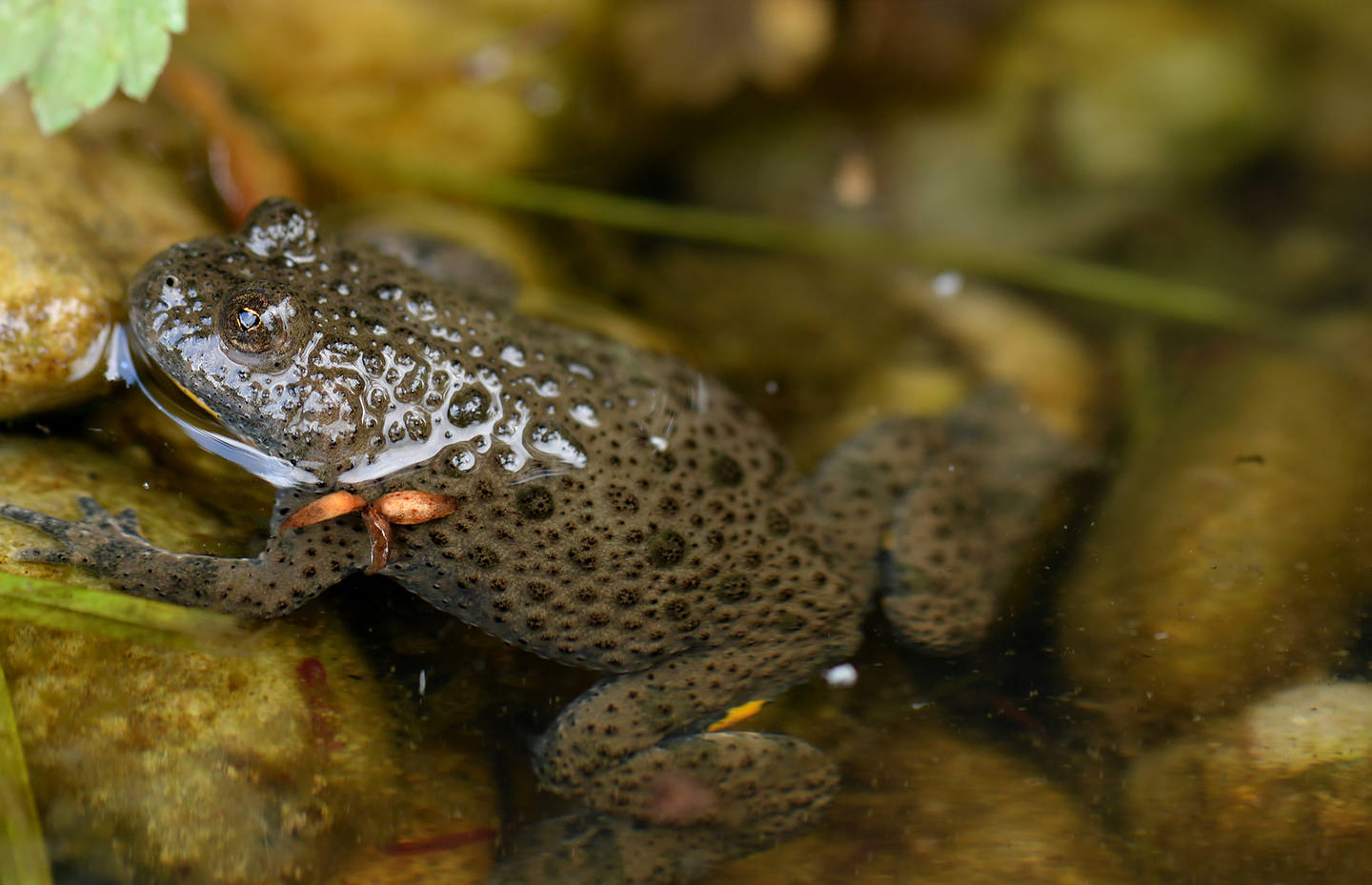 Le sonneur à ventre jaune a retrouvé davantage d’habitats grâce à Pro Natura et aux mares creusées sous des pylônes électriques. On voit bien les pupilles typiques en forme de cœur ainsi que les bords du ventre jaune de ce beau crapaud.