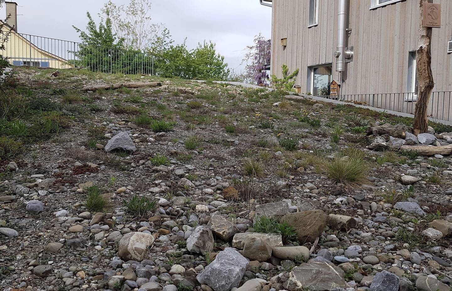 Beispiel für einen Trockenstandort auf einem Flachdach 5 Jahre nach der Aussaat und der Bepflanzung mit Setzlingen. Die Pflanzen haben sich natürlich auf der Fläche verteilt, es blüht und summt.