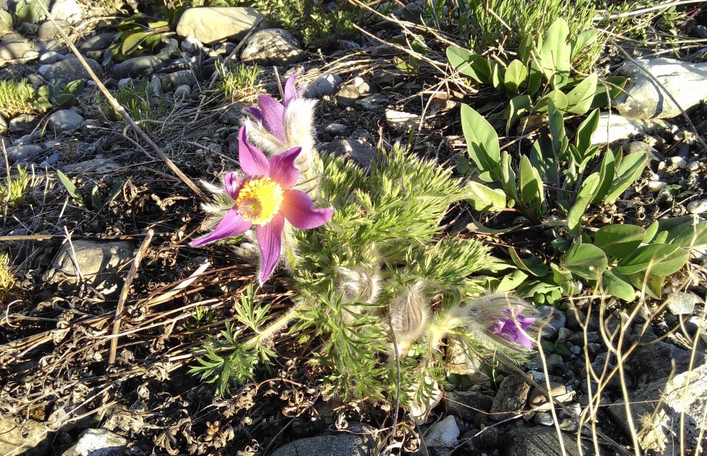 Die Küchenschelle blüht im Frühling als Erste