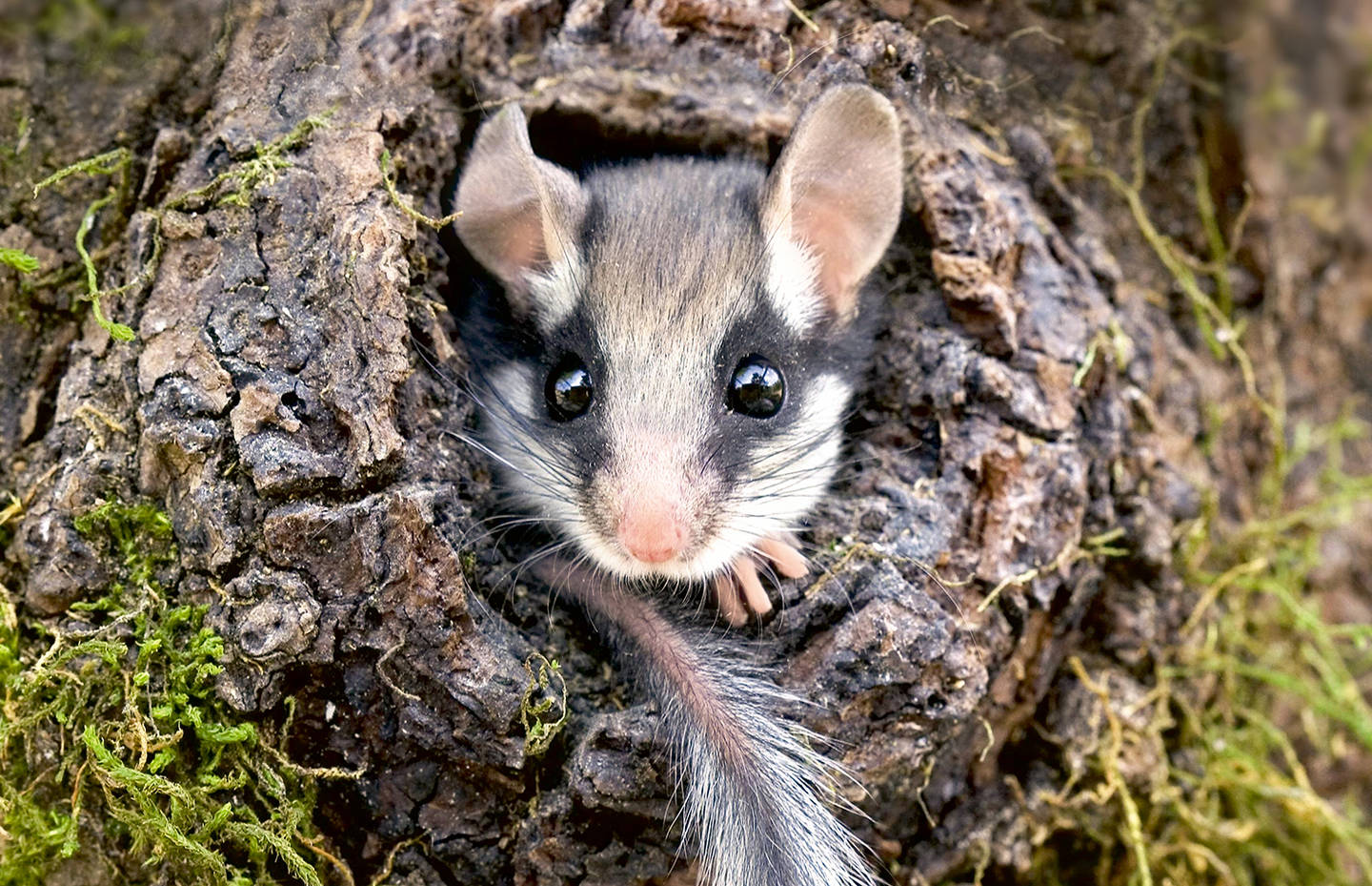 Lérot