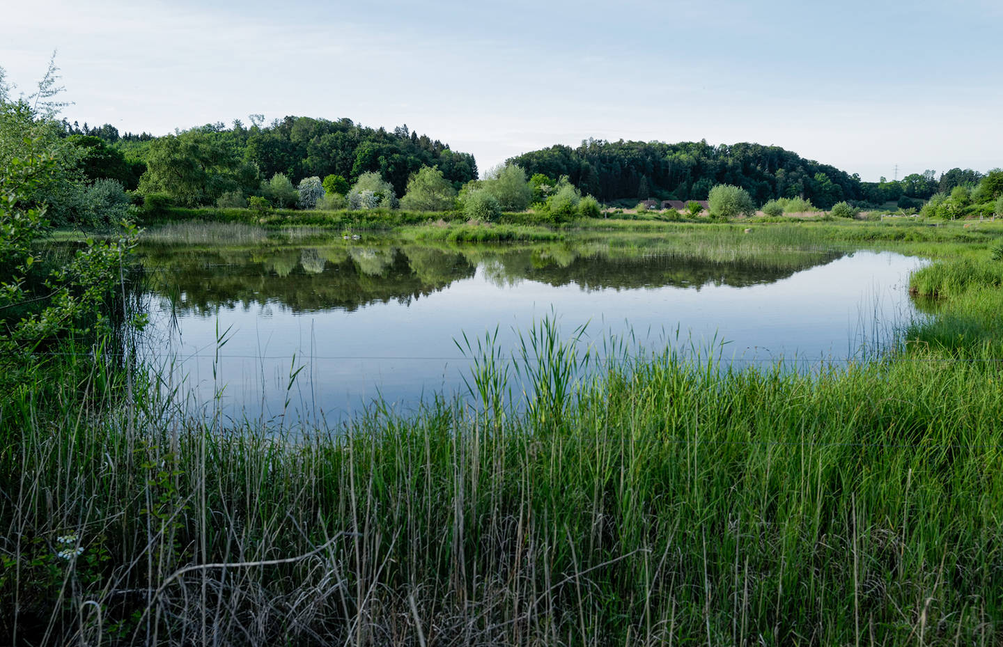 Un habitat intact pour de nombreuses espèces animales et végétales